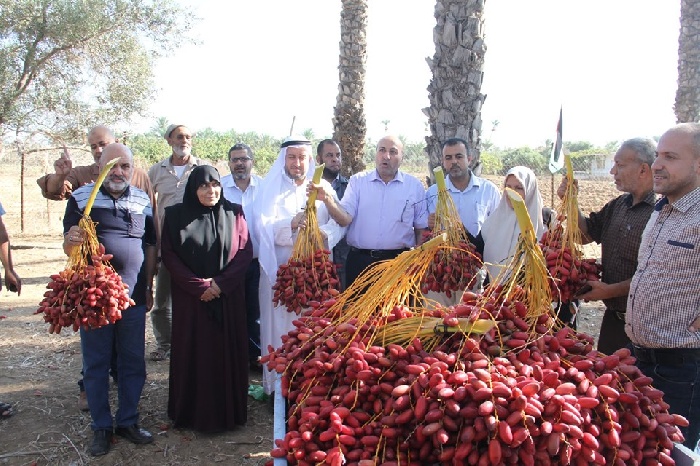 صورالزراعةتفتتحموسمجنيالبلحللعام